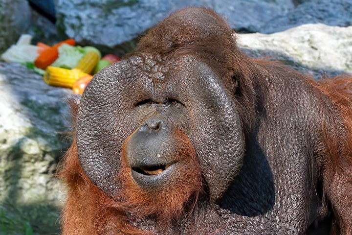 Орангутан начал проигрывать в борьбе за звание новогоднего талисмана Новосибирска