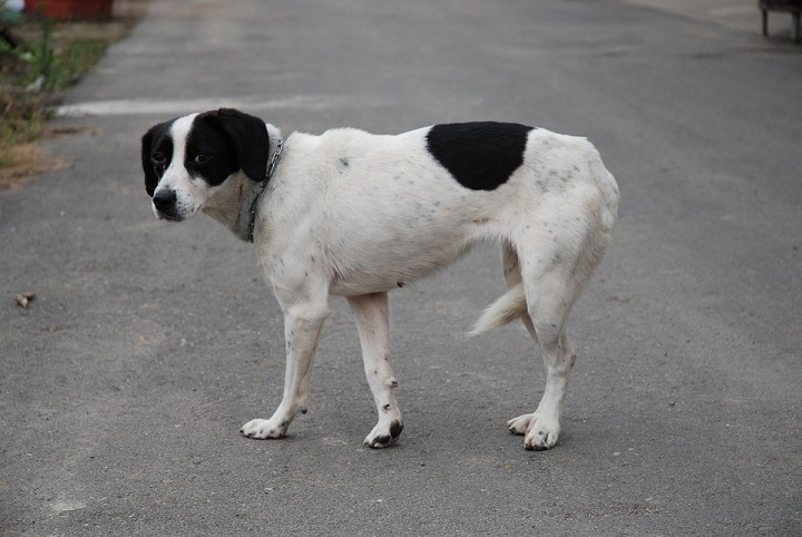 Стая собак напала на ребенка в Улан-Удэ