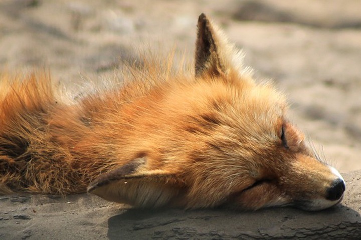 Карантин по бешенству объявили в Убинском Карантин по бешенству объявили в Убинском