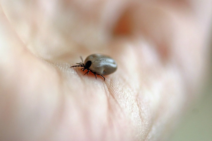 Застрахованный новосибирец не получил экстренную помощь после укуса клеща Застрахованный новосибирец не получил экстренную помощь после укуса клеща