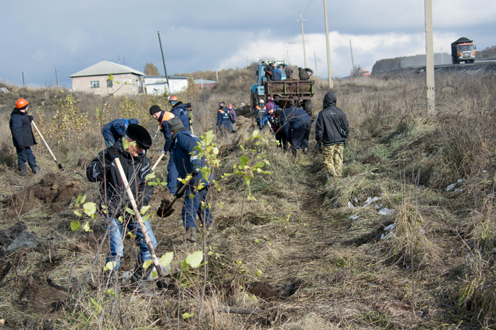 800 саженцев высадил «Сибирский Антрацит» в Ургуне
