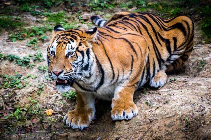 Ученые создают новую технологию терапии рака. Для этого они изучают больных кошек, тигров и леопардов Ученые создают новую технологию терапии рака. Для этого они изучают больных кошек, тигров и леопардов