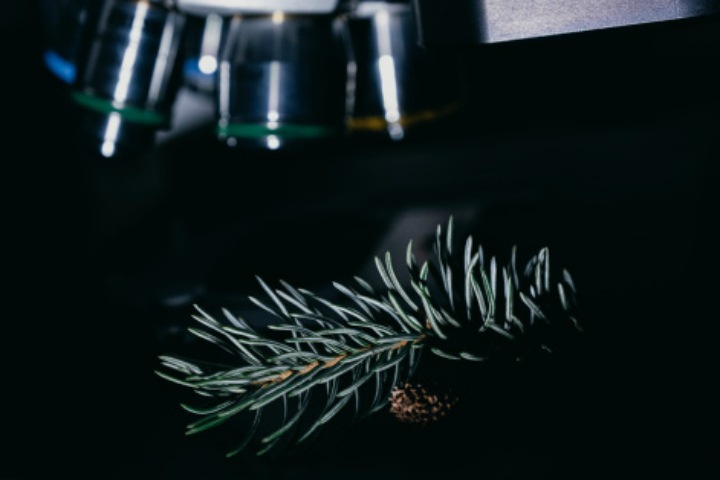 Сибирские ученые нашли причину голубого цвета елей