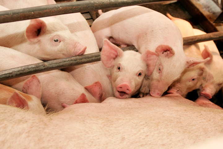 Монголия заинтересовалась сибирской свининой Монголия заинтересовалась сибирской свининой