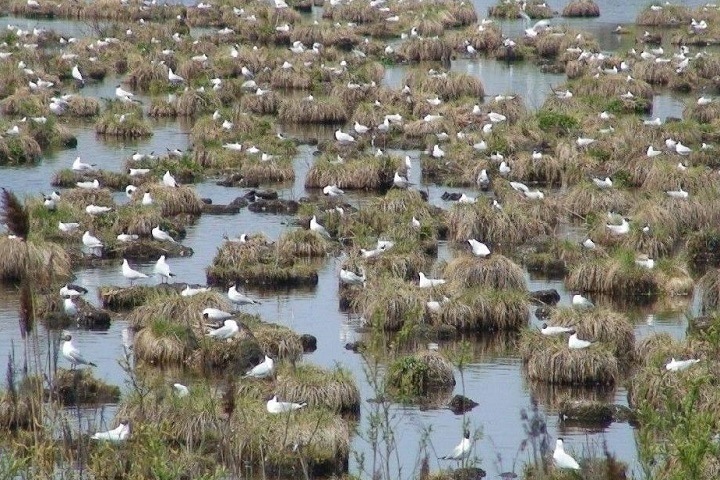 Свалка опасных литиевых батарей обнаружена на охраняемой природной территории в Иркутске