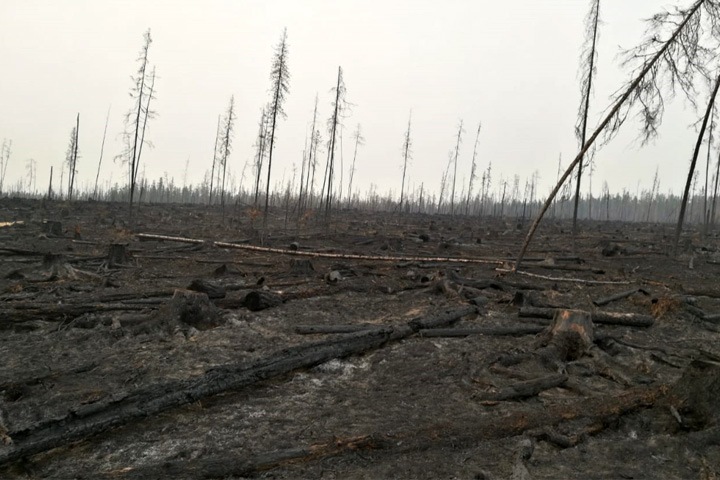Незаконные вырубки в Красноярском крае. Возбуждено 15 уголовных дел