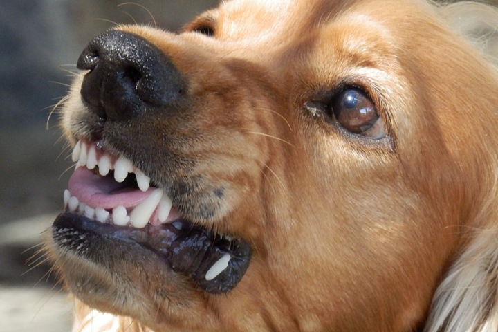 СК занялся нападением бродячих собак на ребенка в Красноярске СК занялся нападением бродячих собак на ребенка в Красноярске