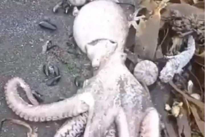 Сибирские ученые рассказали о причинах загрязнения океана на Камчатке