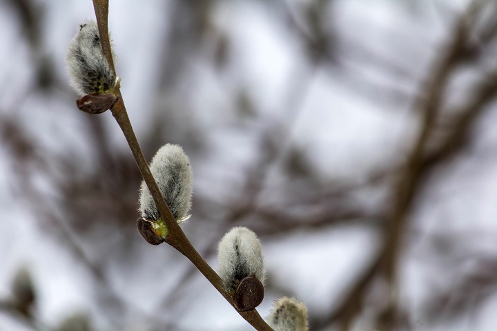 Потепление до +17 пообещали новосибирцам Потепление до +17 пообещали новосибирцам