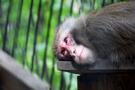 Осиротевшие: новосибирский зоопарк лишился папы