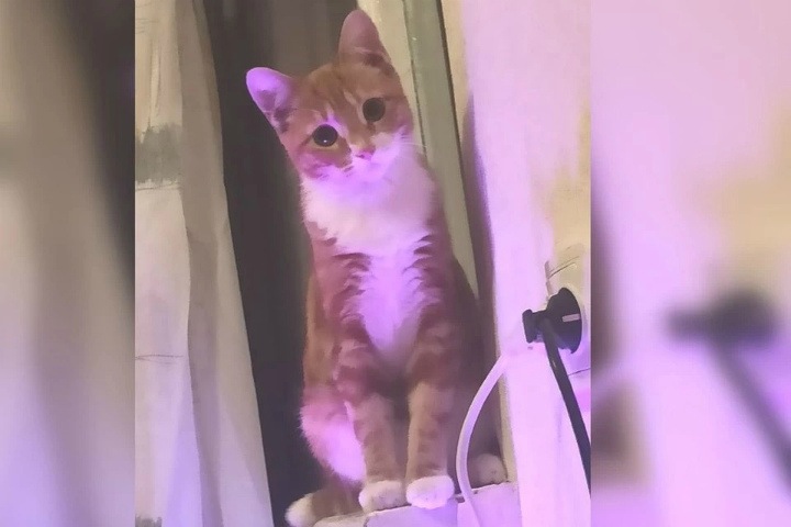 Коту убитой под Новосибирском девушки-трансгендера ищут новый дом