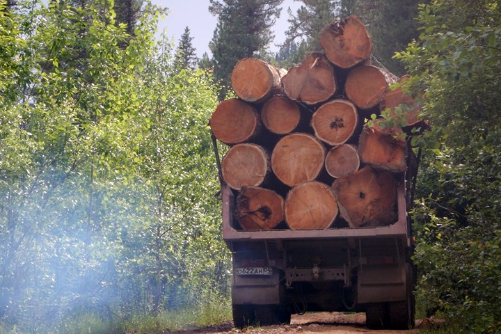 Здоровые кедры вырубают на Алтае под видом старых Здоровые кедры вырубают на Алтае под видом старых