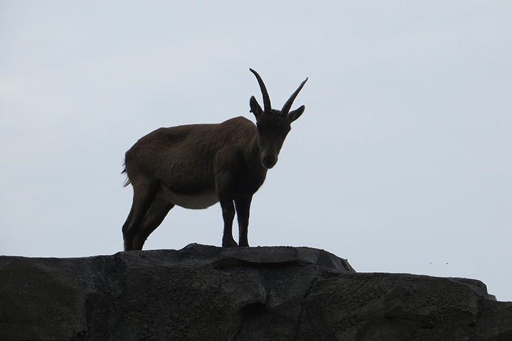 Районные депутаты Алтая выступили за запрет охоты на козерогов Районные депутаты Алтая выступили за запрет охоты на козерогов