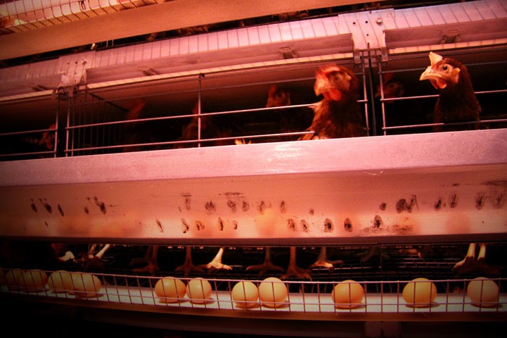 Новосибирская область лидирует в СФО по яйцам Новосибирская область лидирует в СФО по яйцам