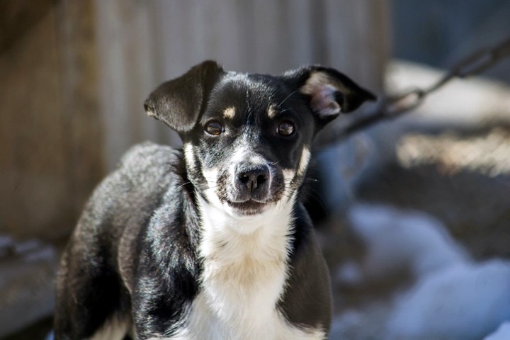 Как в Красноярске ловят бездомных собак