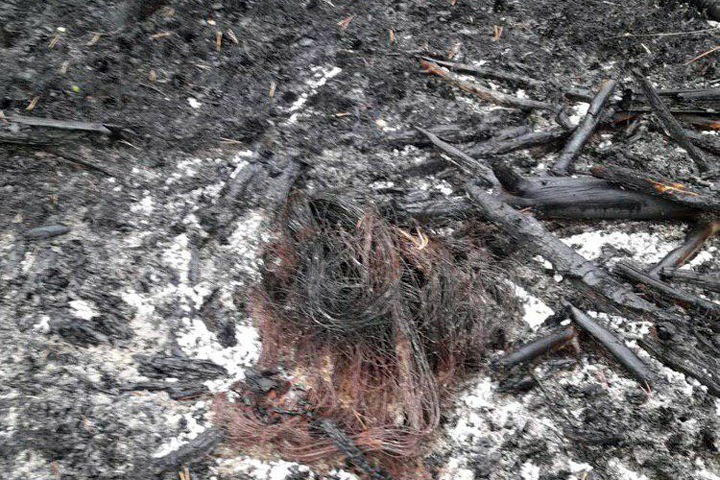 Иркутское правительство обратится в полицию из-за поджогов леса Иркутское правительство обратится в полицию из-за поджогов леса