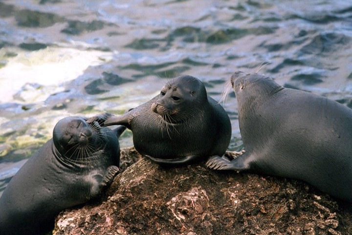Нерпы, бакланы и переход в ДФО: итоги года на Байкале Нерпы, бакланы и переход в ДФО: итоги года на Байкале