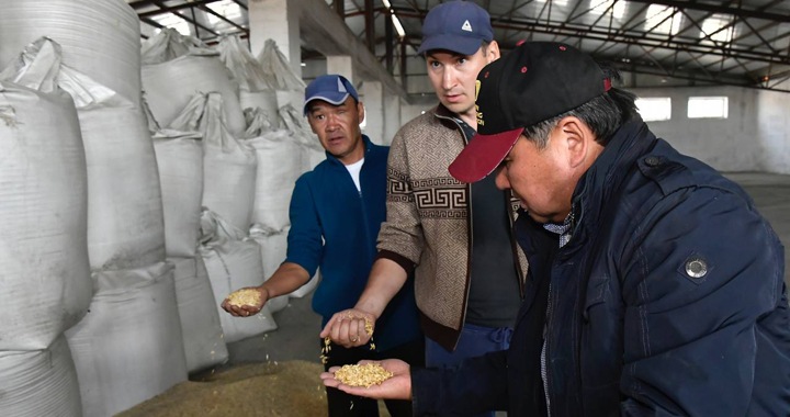 Урожай зерновых сократился в Туве почти на 30% Урожай зерновых сократился в Туве почти на 30%