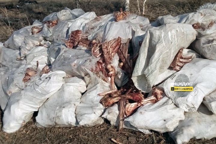 Очередную гору останков животных нашли под Новосибирском