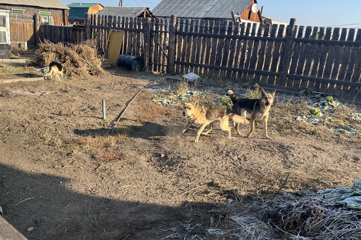 Собаки насмерть загрызли жительницу Бурятии