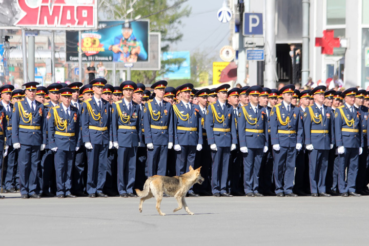 9 мая пройдет в Новосибирске без медведей 9 мая пройдет в Новосибирске без медведей
