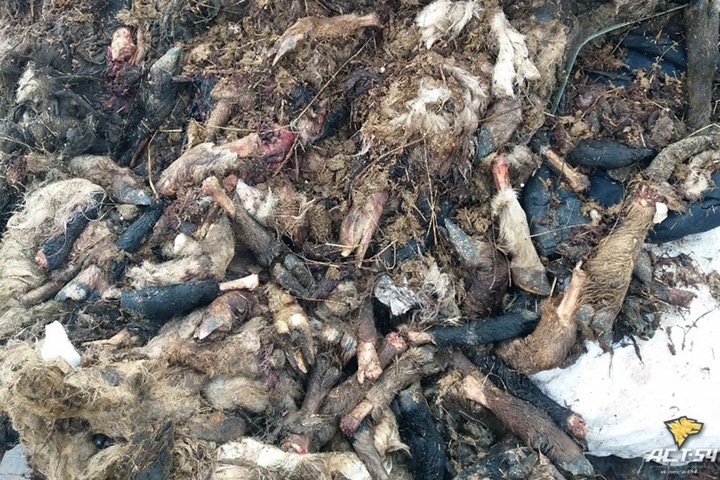 Прокуратура проверит свалку трупов баранов в Новосибирске