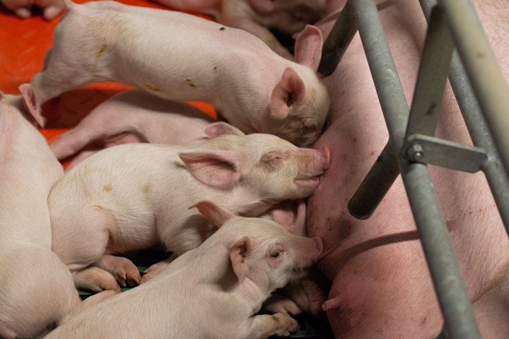 «Сибагро» построит завод по переработке отходов своих предприятий в Сибири «Сибагро» построит завод по переработке отходов своих предприятий в Сибири