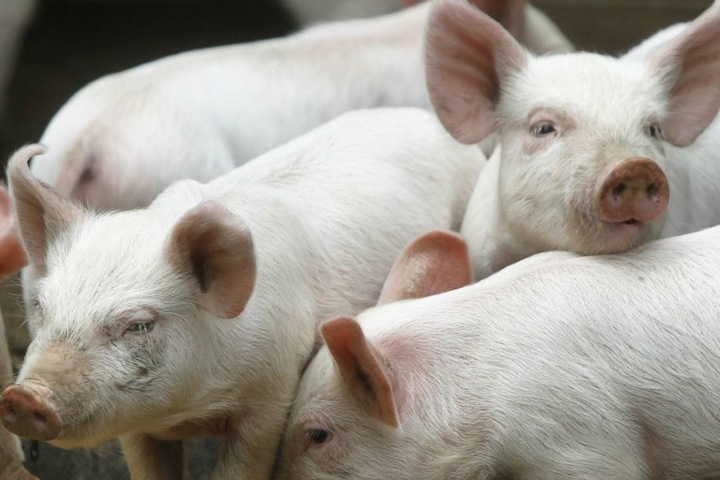 Хозяйка покусавших девочку алтайских свиней отрицает вину