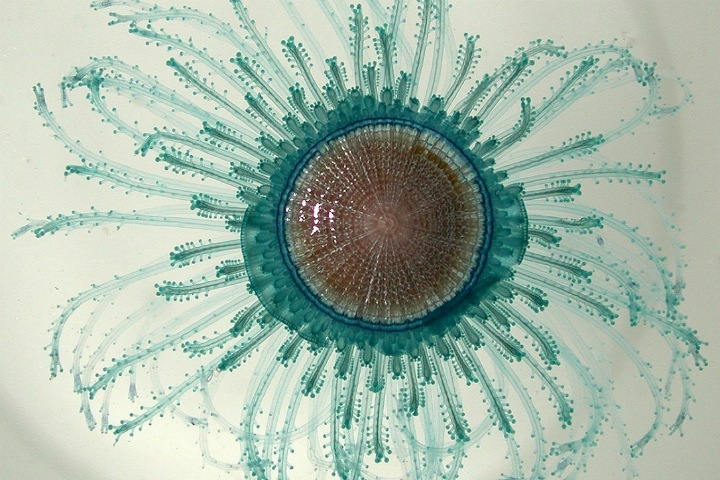 Россия может стать главным поставщиком новых лекарств из морских организмов Россия может стать главным поставщиком новых лекарств из морских организмов