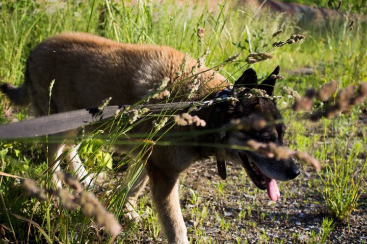 «Ту, что покусала, — в отлов»: куда пропадают бродячие собаки с улиц Новосибирска