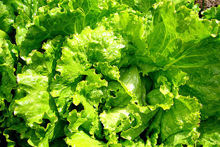 Забайкальцы уничтожили 15 тонн американского салата, замаскированного под китайский