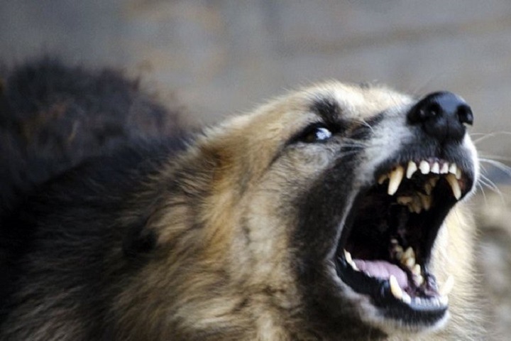 Бездомная собака напала на девятилетнюю девочку в Забайкалье Бездомная собака напала на девятилетнюю девочку в Забайкалье