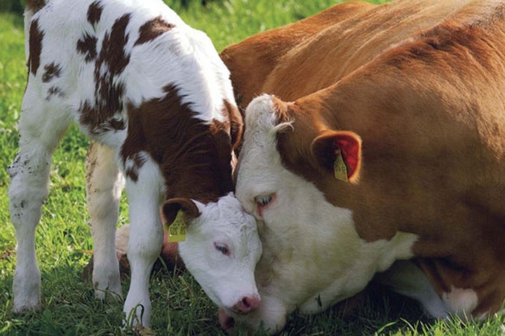 ФСБ задержала сотрудников ветеринарного управления Барабинского района ФСБ задержала сотрудников ветеринарного управления Барабинского района