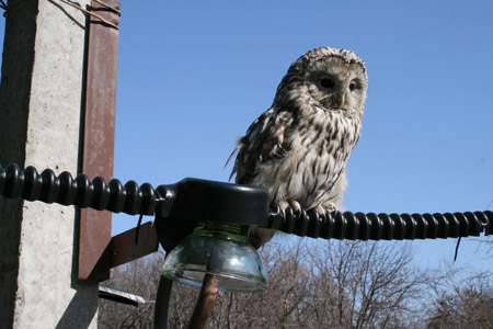 МТС оснастила свои ЛЭП в Сибири птицезащитными устройствами