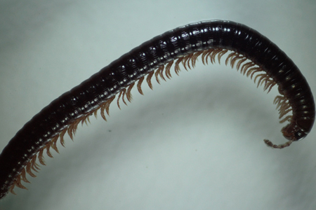 Новый вид многоножек открыли ученые на Алтае Новый вид многоножек открыли ученые на Алтае