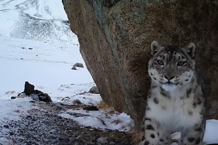 Снежный барс в Алтайском биосферном заповеднике. Видео Снежный барс в Алтайском биосферном заповеднике. Видео