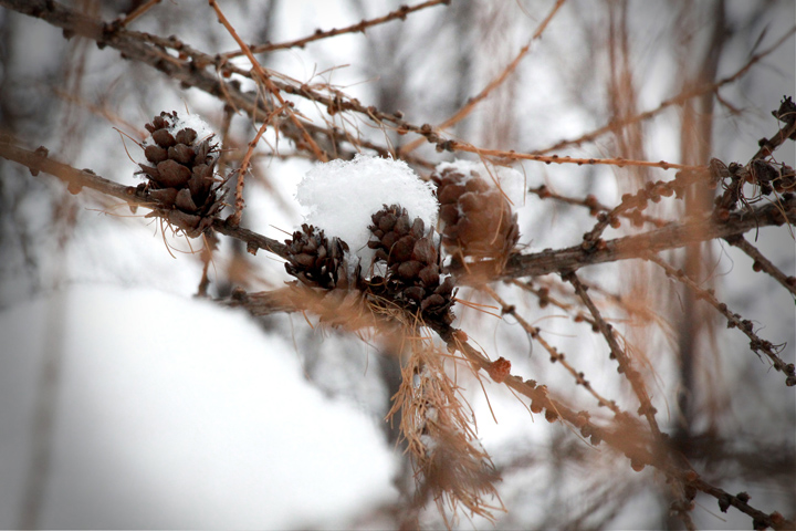 Снежная погода придет в Новосибирскую область ближе к середине октября Снежная погода придет в Новосибирскую область ближе к середине октября