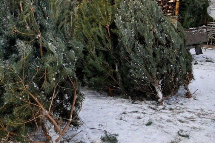 Регоператор Самарской области переработал больше трех тысяч елок Регоператор Самарской области переработал больше трех тысяч елок