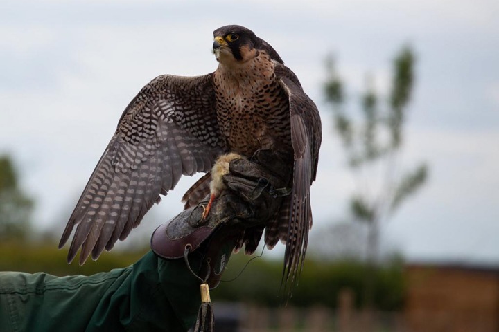 Изъятого у браконьеров из Сирии сокола выпустили в Приангарье Изъятого у браконьеров из Сирии сокола выпустили в Приангарье