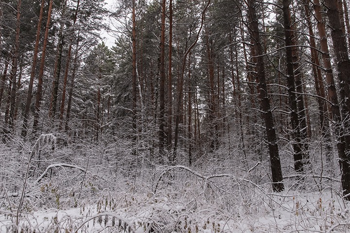 Сотрудникам иркутского лесхоза полгода задерживают зарплаты: «Систематическое нарушение прав»