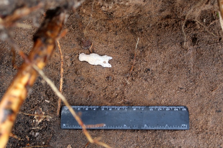 Фото дня: культовый предмет возрастом 4 тыс. лет Фото дня: культовый предмет возрастом 4 тыс. лет