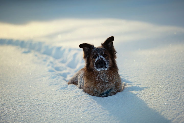 Новосибирские морозы ослабнут в выходные