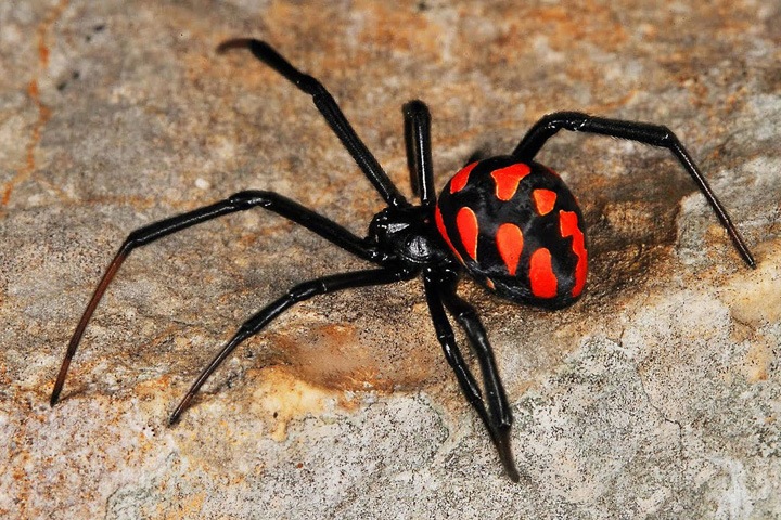 Алтаю угрожает нашествие ядовитых пауков