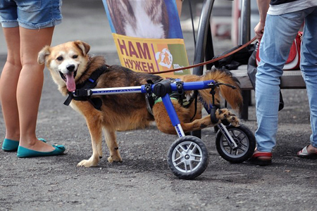 Кошек и собак бесплатно раздадут в центре Новосибирска Кошек и собак бесплатно раздадут в центре Новосибирска