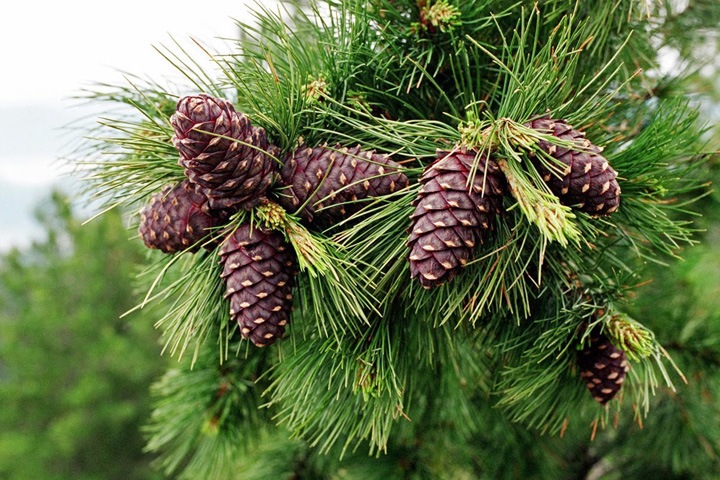 Пятеро детей ушли в тайгу в Туве и пропали Пятеро детей ушли в тайгу в Туве и пропали