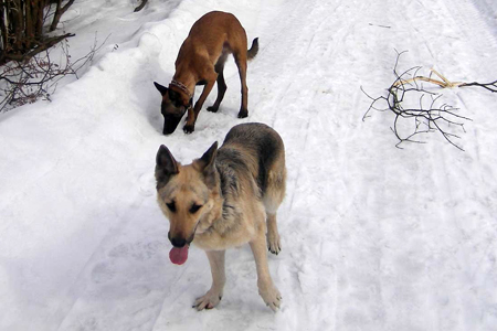Подросток в Иркутской области стрелял из винтовки по собакам, а попал в ребенка