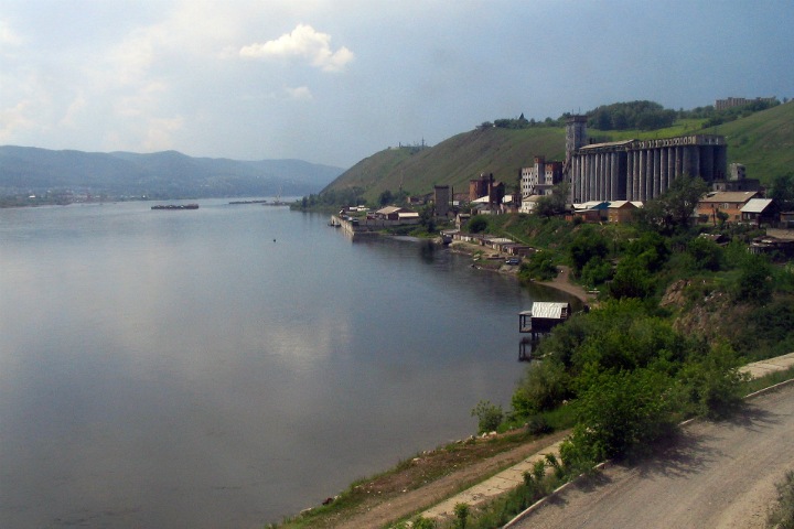 Репчатый лук помог оценить токсичность Енисея