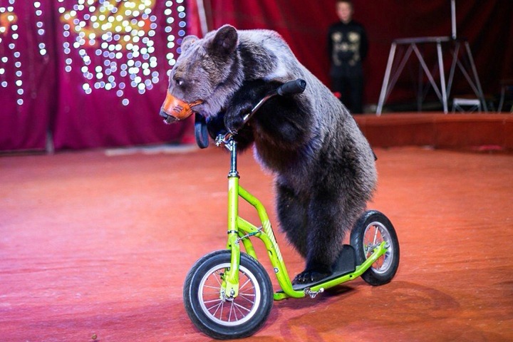 Новосибирский арбитраж отказал цирку-шапито в иске к зоозащитнице Новосибирский арбитраж отказал цирку-шапито в иске к зоозащитнице