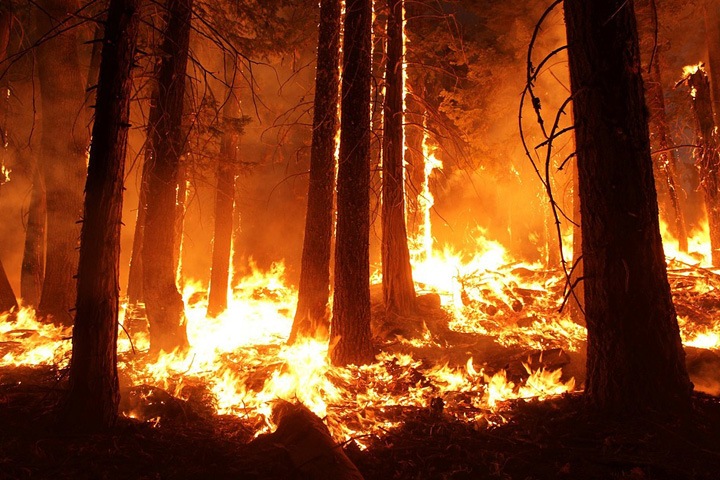 Медведев поручил проверить, могли ли леса в Сибири поджечь из-за незаконных рубок