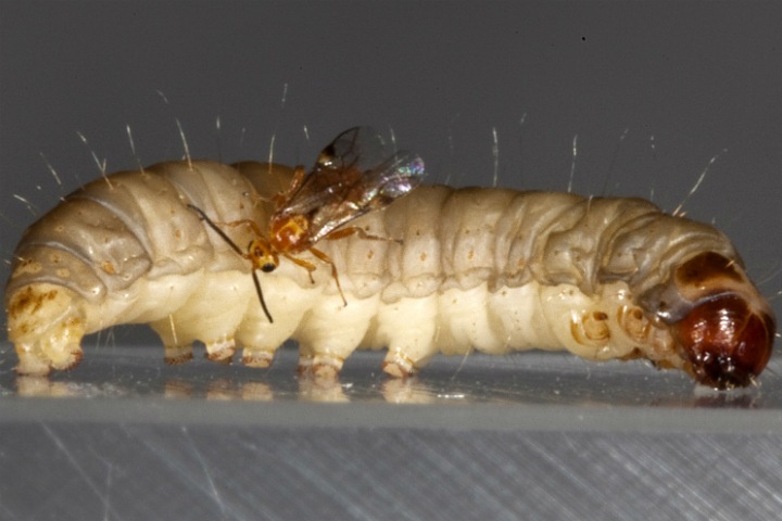 Паразиты способны использовать иммунитет хозяина. Сибирские ученые поняли, как это поможет контролировать насекомых Паразиты способны использовать иммунитет хозяина. Сибирские ученые поняли, как это поможет контролировать насекомых